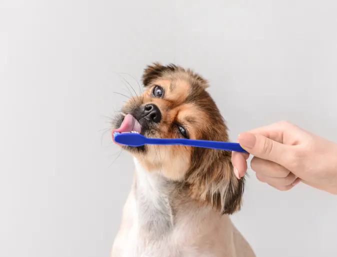 dog licking a toothbrush 